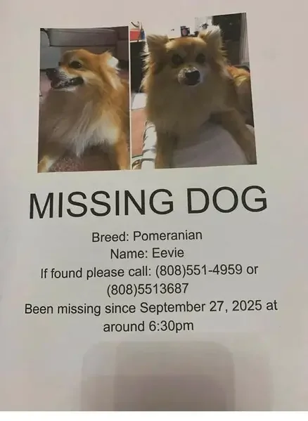 lost dog in Jonesboro, Arkansas