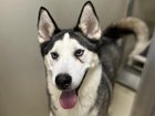Lost Cat in Milwaukee, Wisconsin — There are currently 68 adoptable dogs available at MADACC!