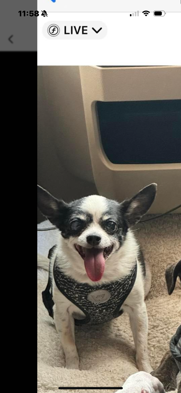 Lost Dog in Happy Jack — listing photo