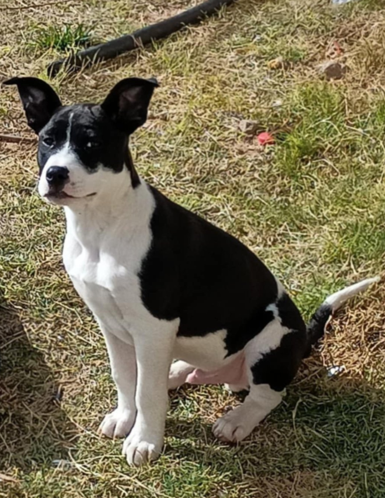 Lost Dog in Boron — listing photo