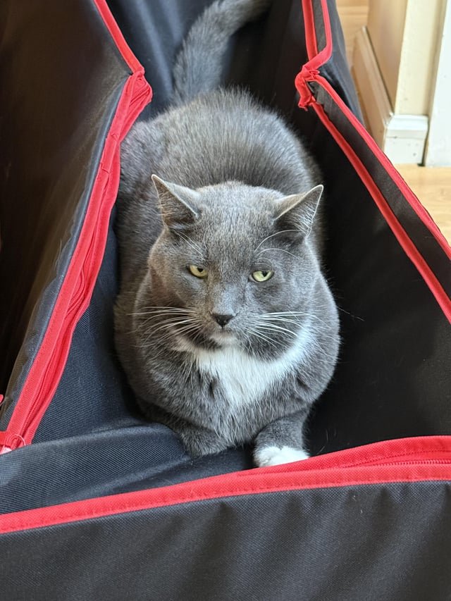 lost cat in Albuquerque, New Mexico