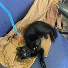 Lost Cat in Philadelphia, Pennsylvania — Got a lost little kitty home