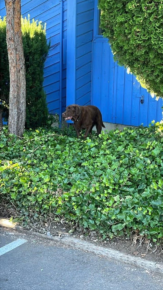 Lost Dog in Bellingham, Washington — Spotted Lost Dog