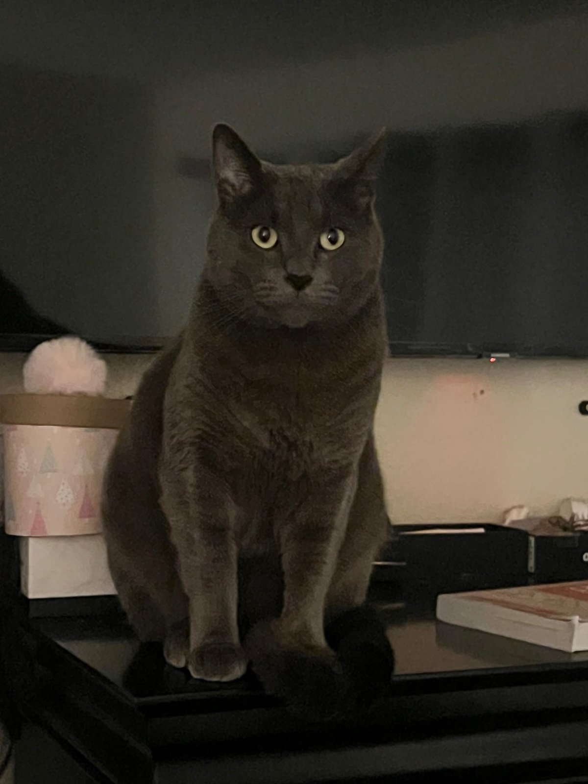 Lost Cat in Anaheim, California — listing photo