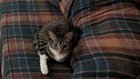 Lost Cat in Indianapolis, Indiana — Please help our family find our missing Kitty