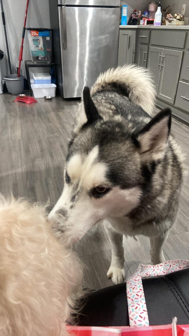 Lost Dog in Baltimore, Maryland — listing photo