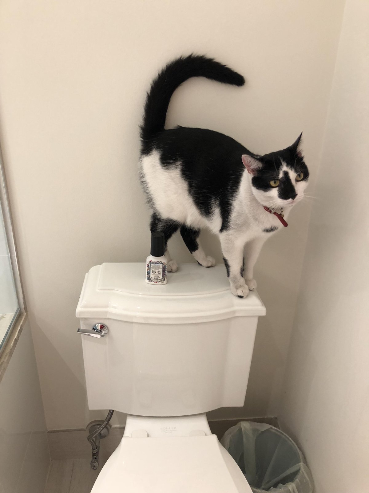 Lost Cat in Miami, Florida — listing photo