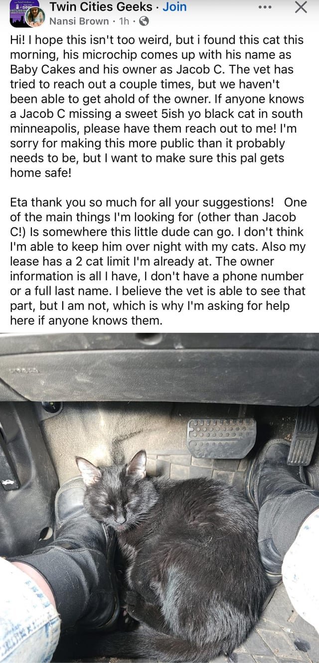 found cat in Minneapolis, Minnesota