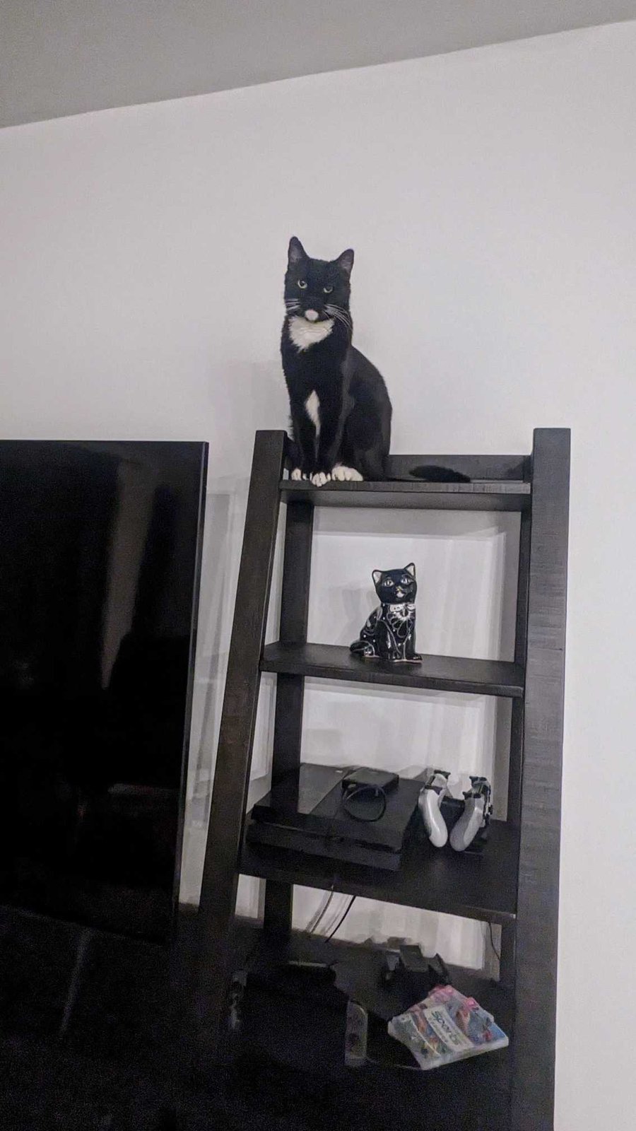 Lost Cat in San Tan Valley — listing photo