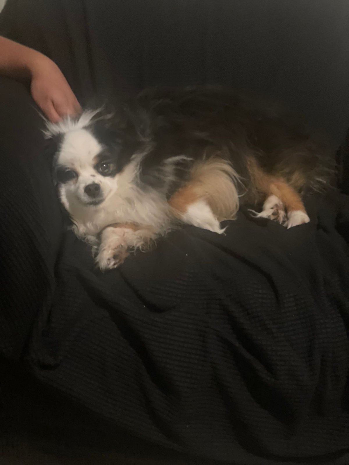 Found Dog in Bremerton, Washington — listing photo