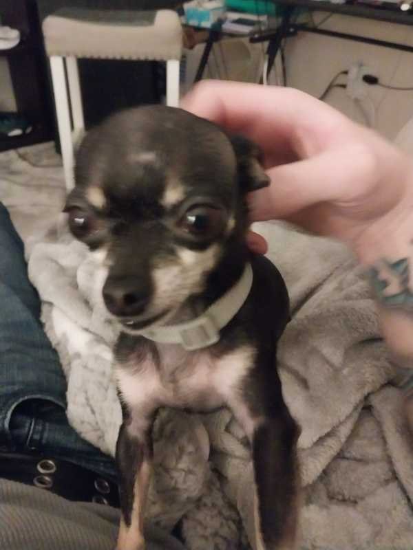 Lost Dog in Tacoma, Washington — listing photo