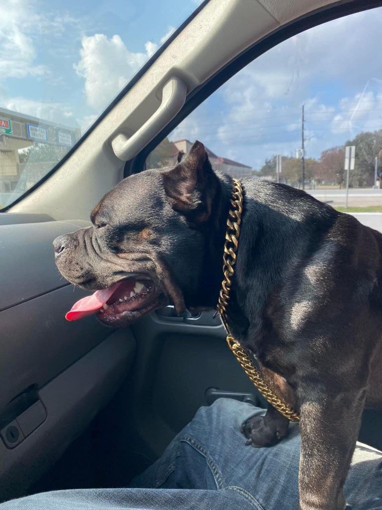 Lost Dog in Houston, Texas — listing photo