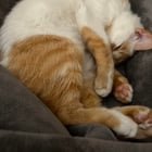 Lost Cat in K — have you seen him? (missing pet)