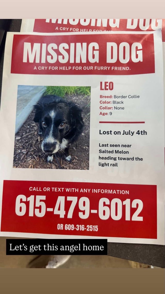 Lost Dog in Charlotte, North Carolina — listing photo