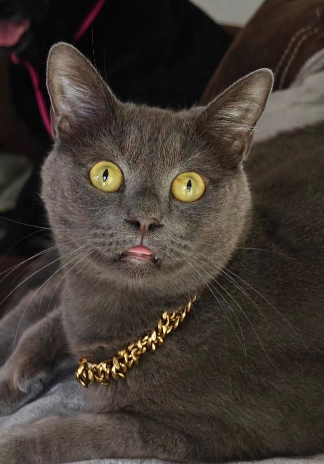 Lost Cat in Deltona, Florida — listing photo