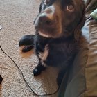 lost dog in Dayton, Ohio