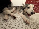 Found Dog in Detroit, Michigan — listing photo