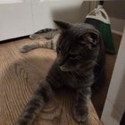Found Cat in Nashville, Tennessee — listing photo