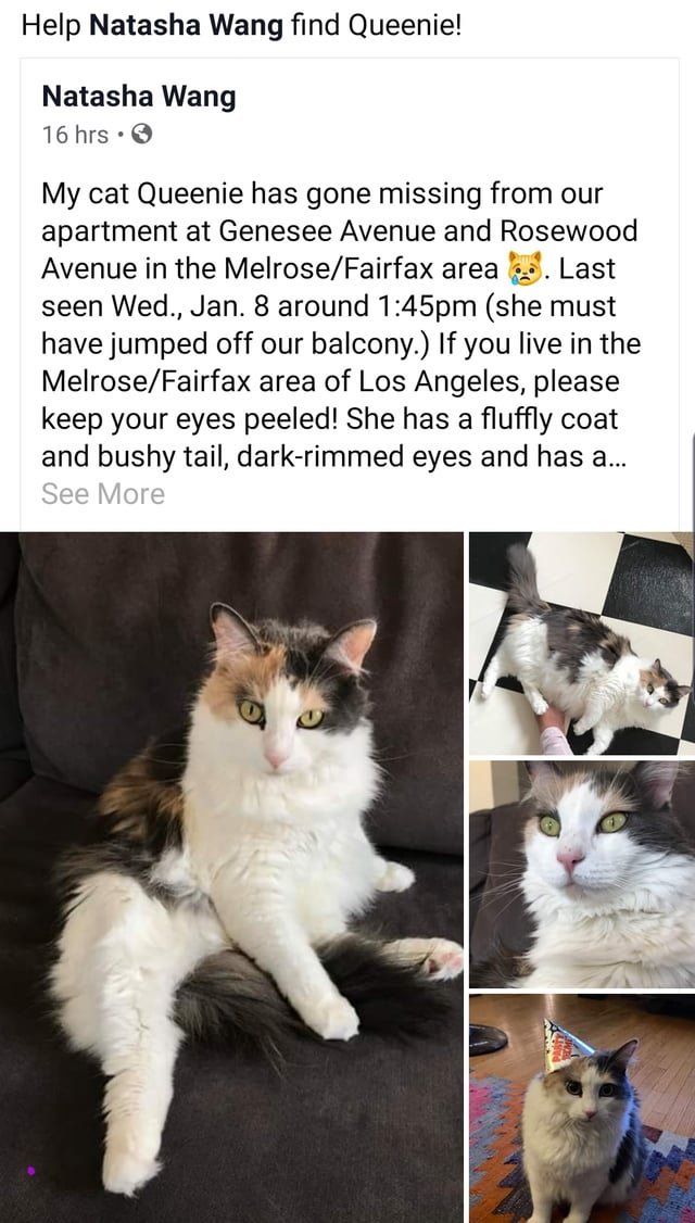 Lost Cat in Los Angeles, California — Queenie - missing cat in Melrose/Fairfax area