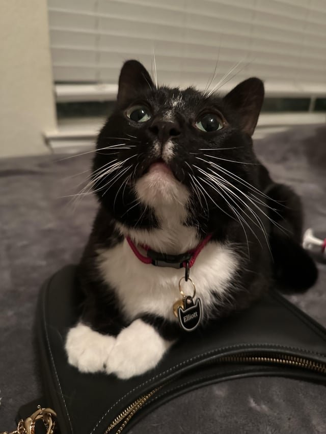Pet alert in San Antonio, Texas — please help us find this lost kitty!