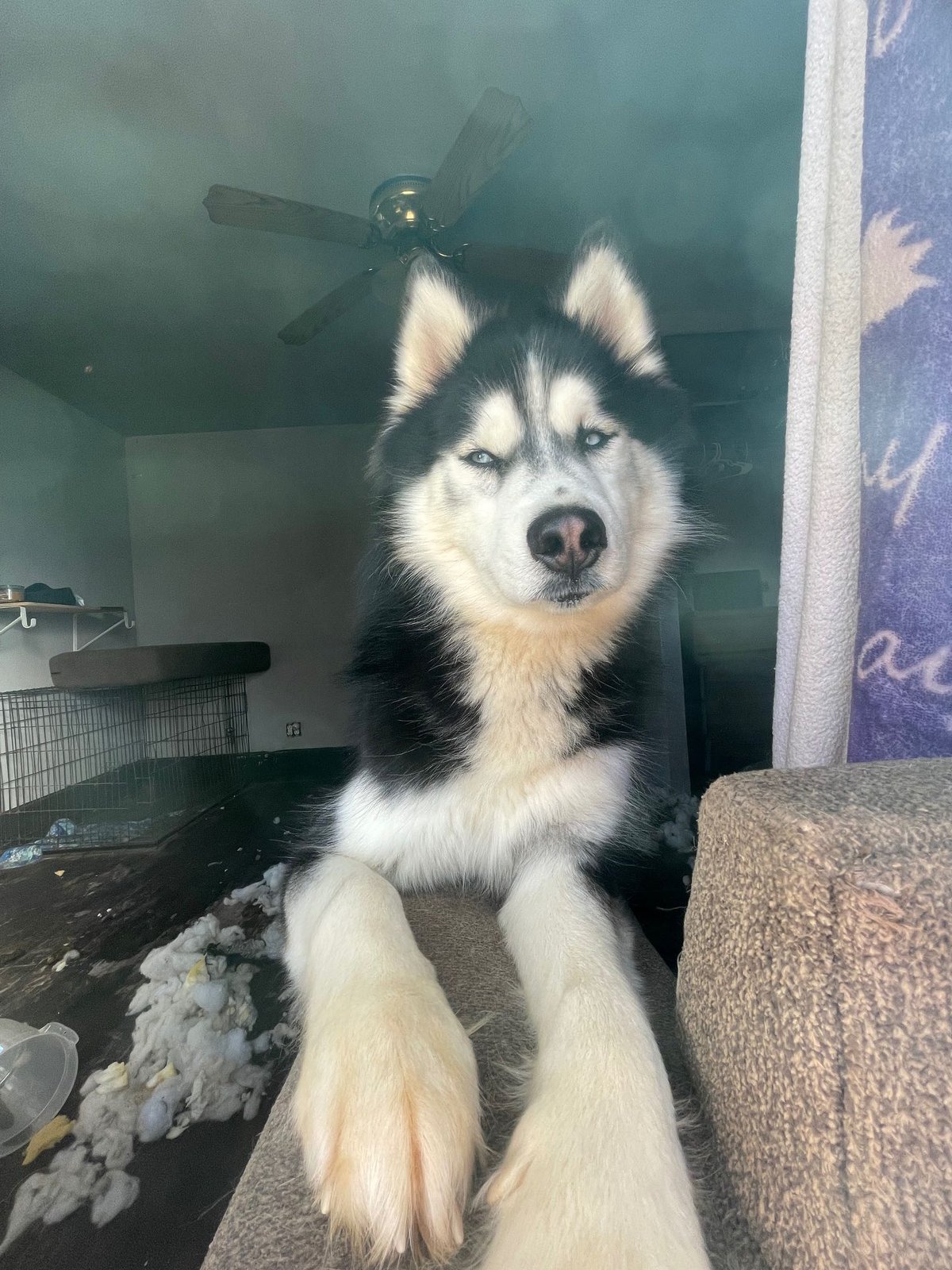 Lost Dog in Gatesville — listing photo