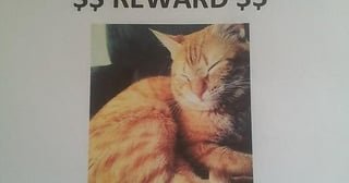 Lost Cat in Detroit, Michigan — listing photo