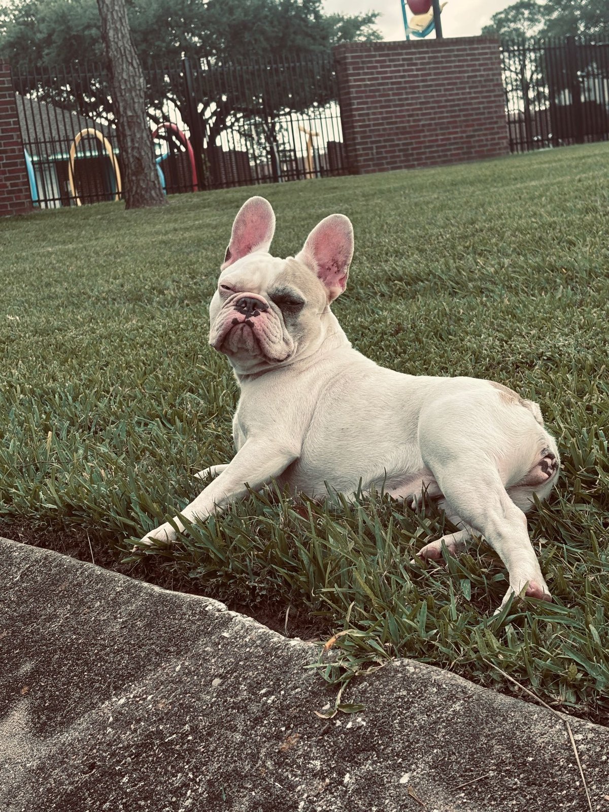 Lost Dog in Houston, Texas — listing photo