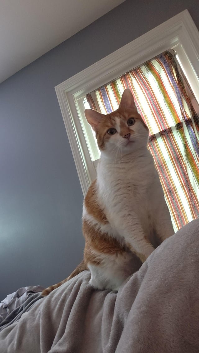 lost cat in Charlotte, North Carolina
