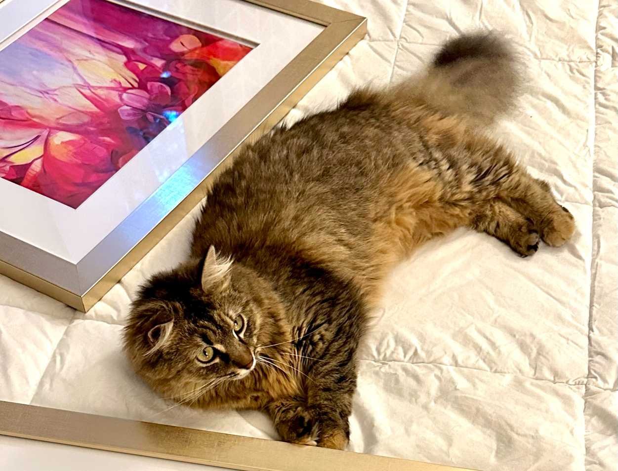Lost Cat in SC 29169 — listing photo
