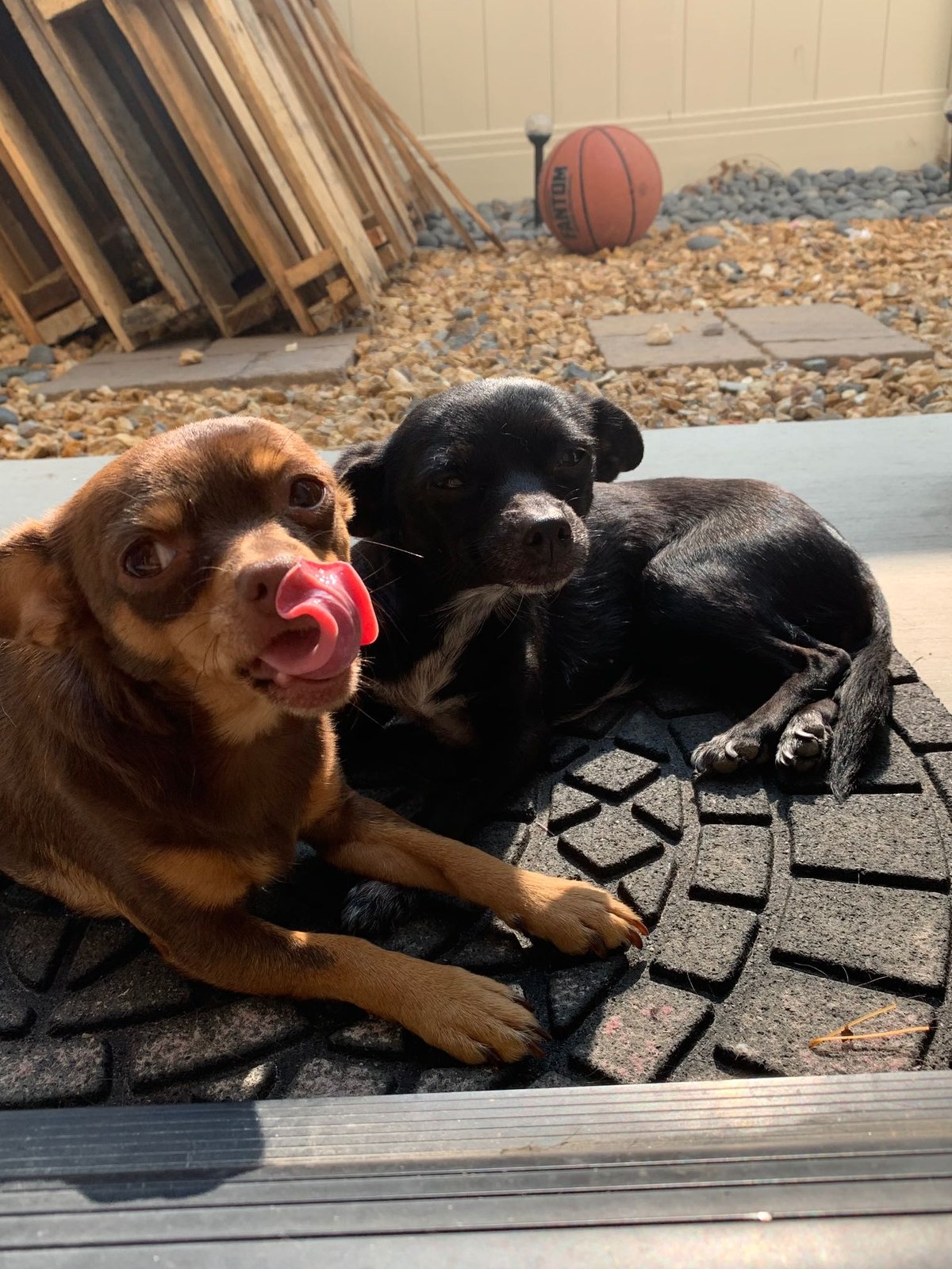 Lost Dog in Victorville, California — listing photo