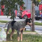 Lost Dog in New Orleans, Louisiana — Blue Healer - Claiborne & Elysian Fields