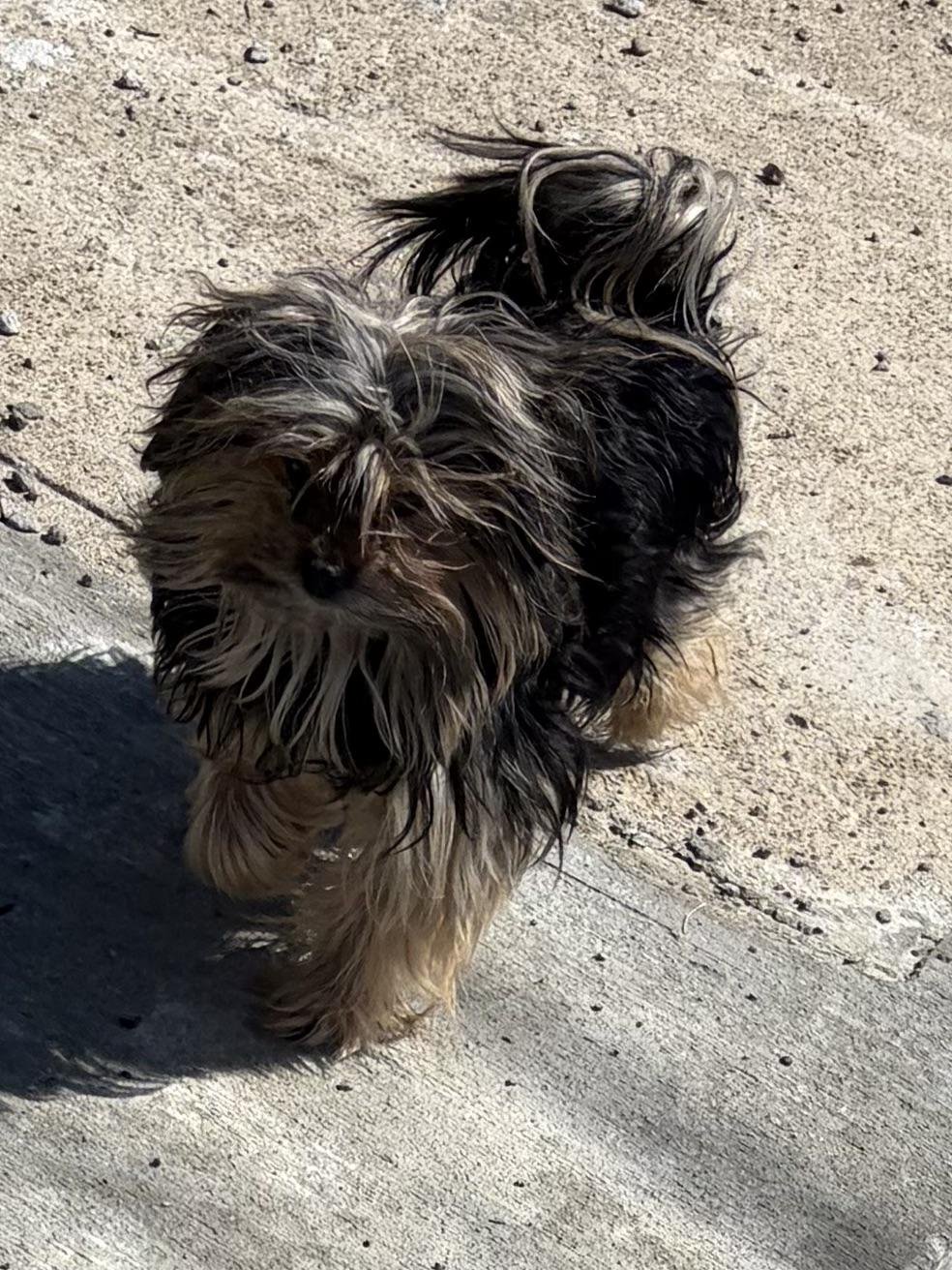 Lost Pet in Pittsburgh, Pennsylvania — Did someone lost a dog?