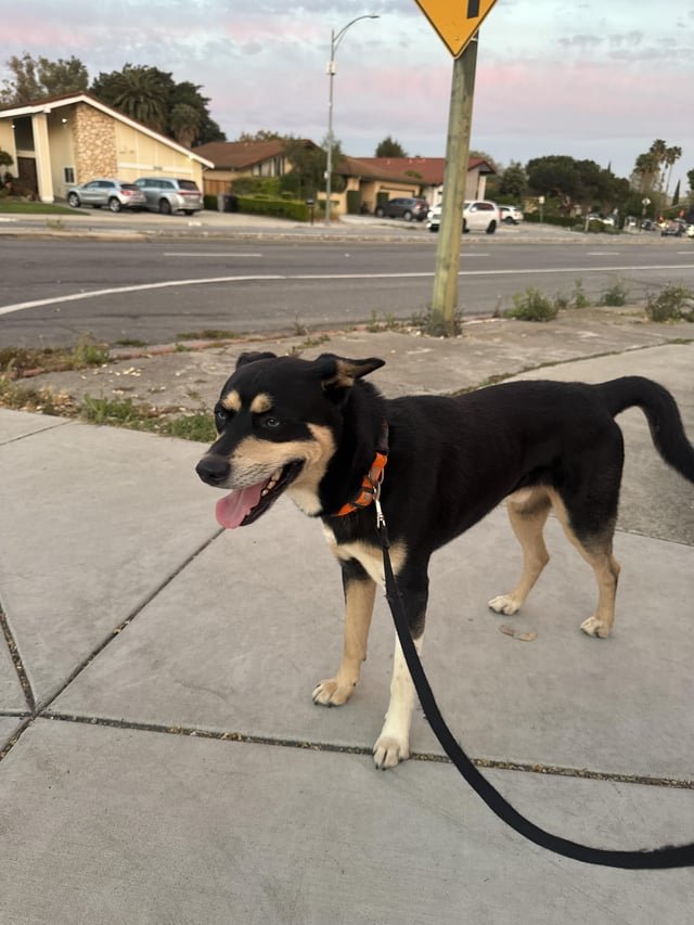 Found Dog in San Jose, California — listing photo