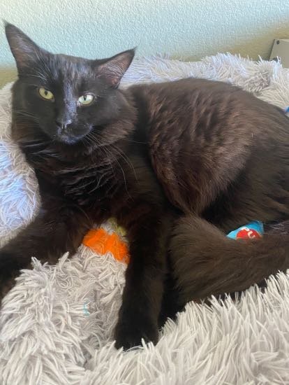 Lost Cat in Mesa, Arizona — listing photo