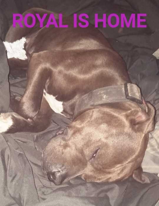 Lost Dog in Columbia, South Carolina — listing photo