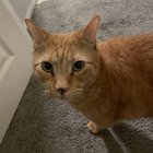 lost cat in Boston, Massachusetts