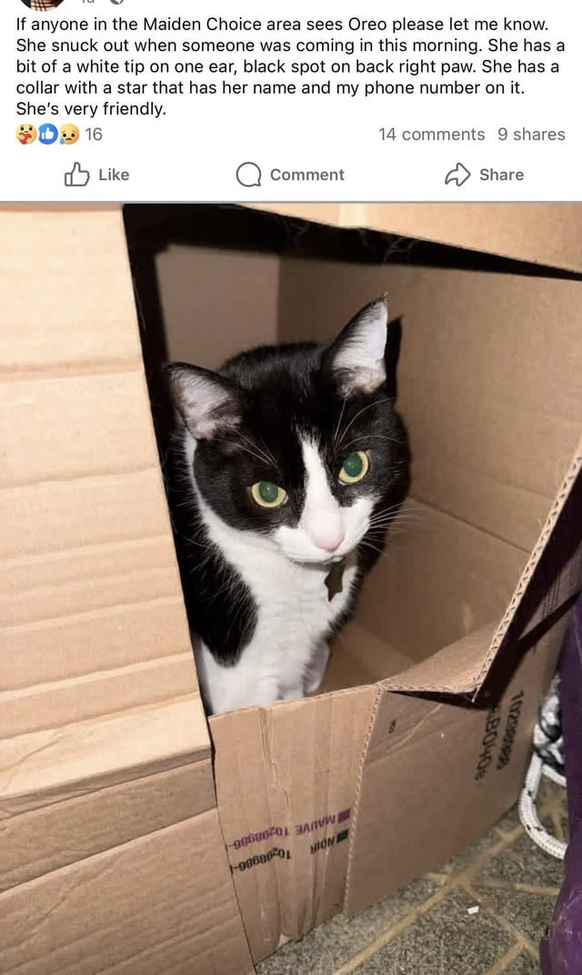 Lost Pet in Baltimore, Maryland — listing photo