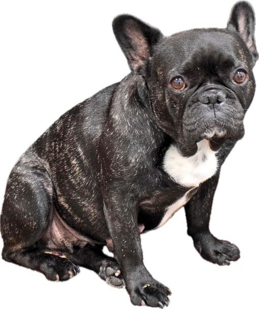 Lost Dog in Panorama City — listing photo