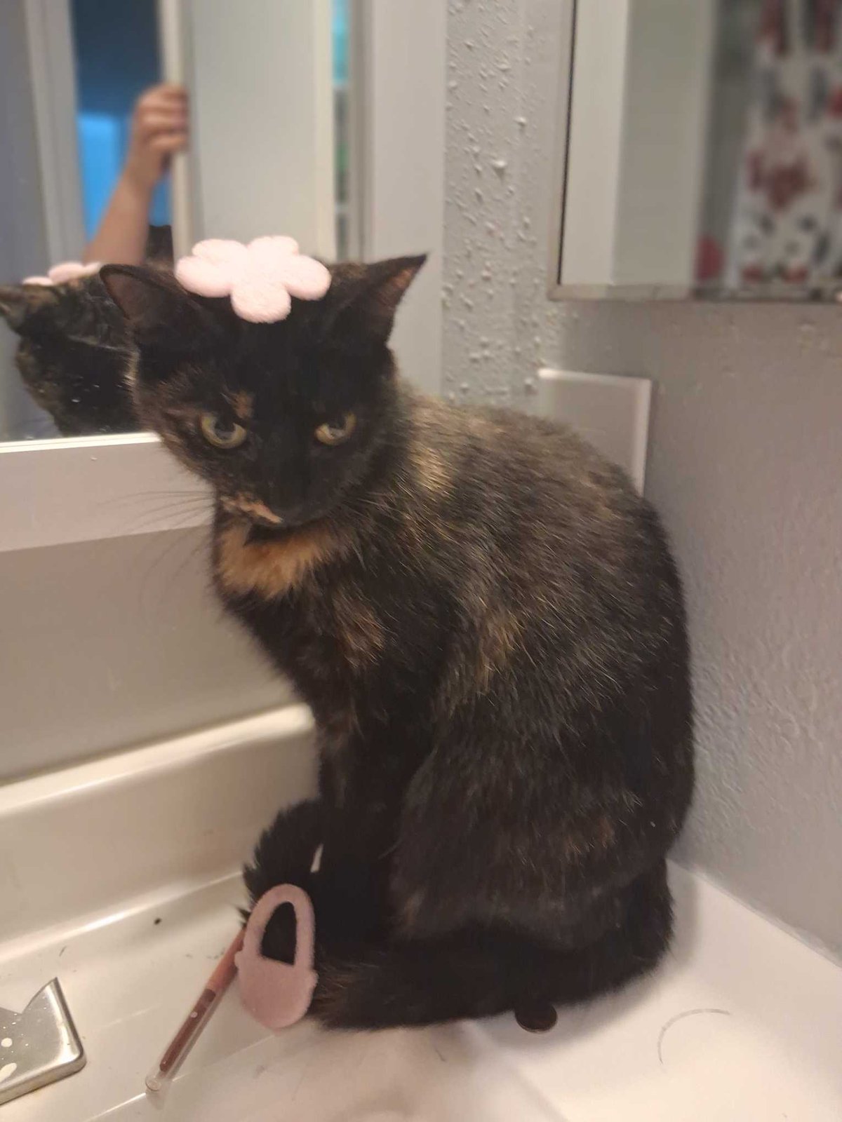 Lost Cat in Hickory, North Carolina — listing photo