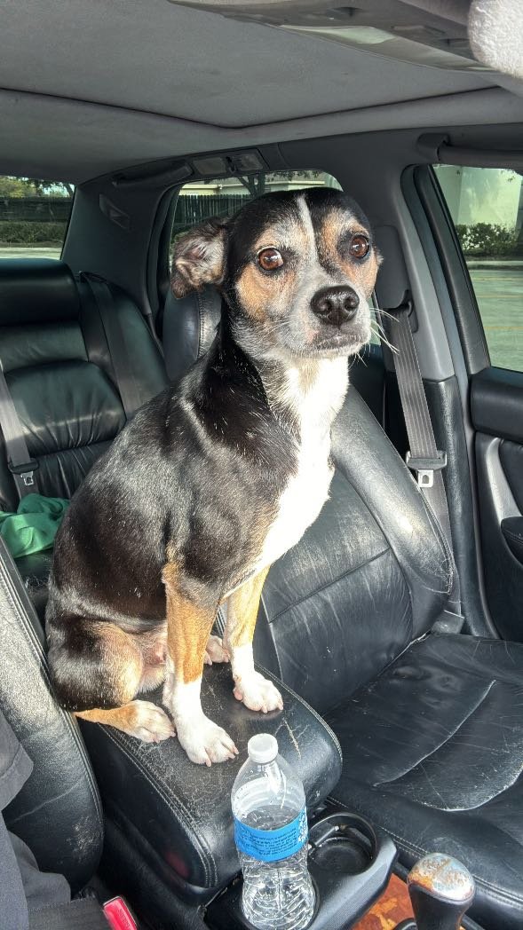 Lost Dog in Houston, Texas — listing photo