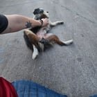 found dog in Jacksonville, Florida