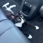 found cat in Long Beach, California