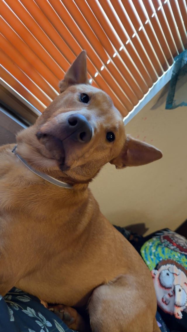 lost dog in Memphis, Tennessee