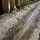 found dog in Baltimore, Maryland