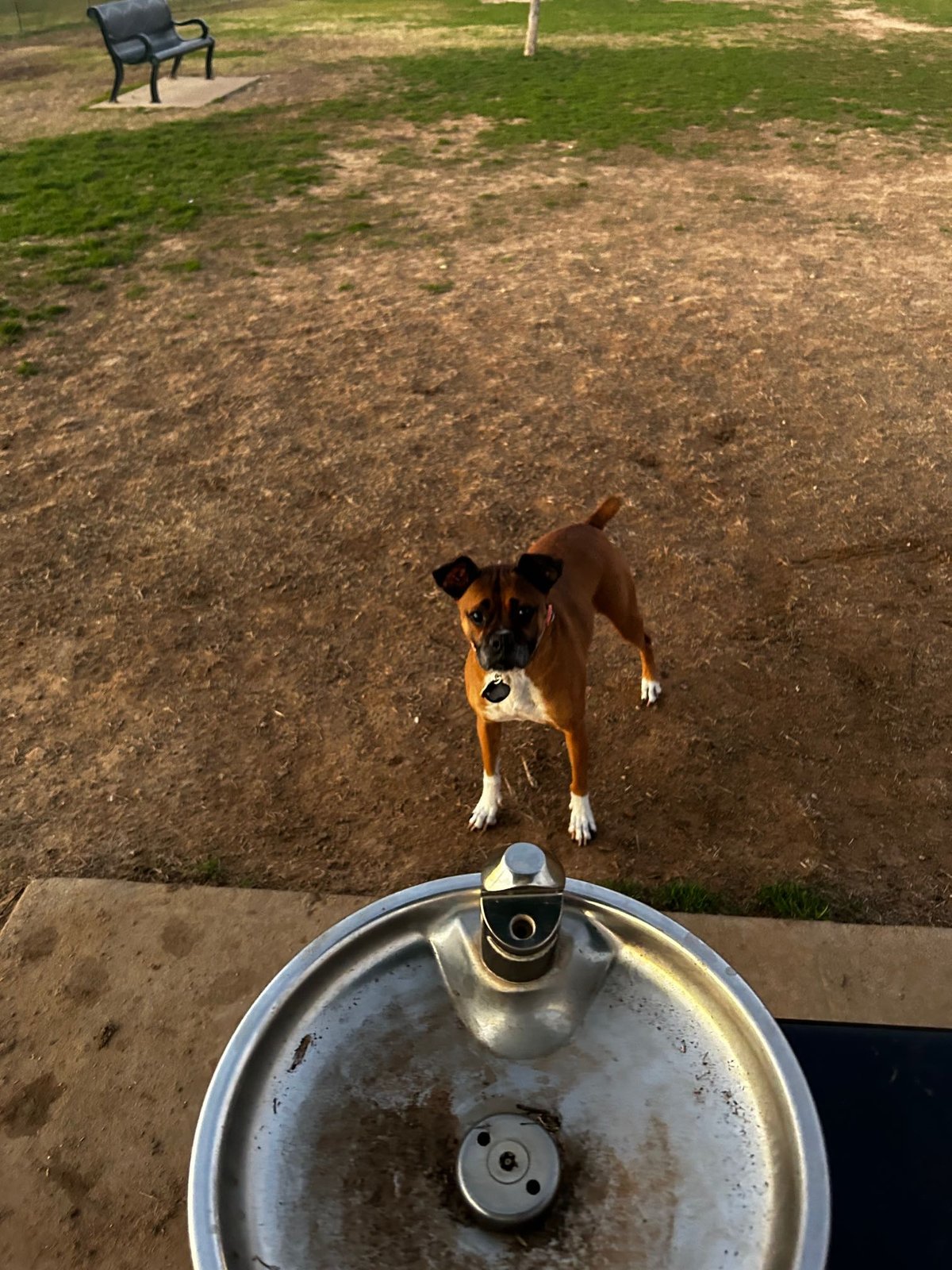 Lost Dog in Fort Worth, Texas — listing photo