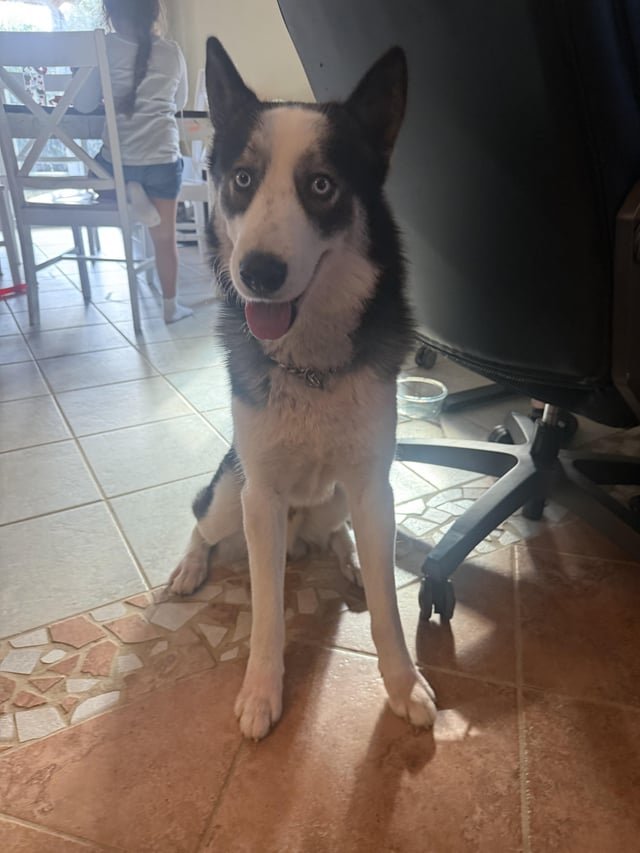 Found Dog in San Antonio, Texas — listing photo