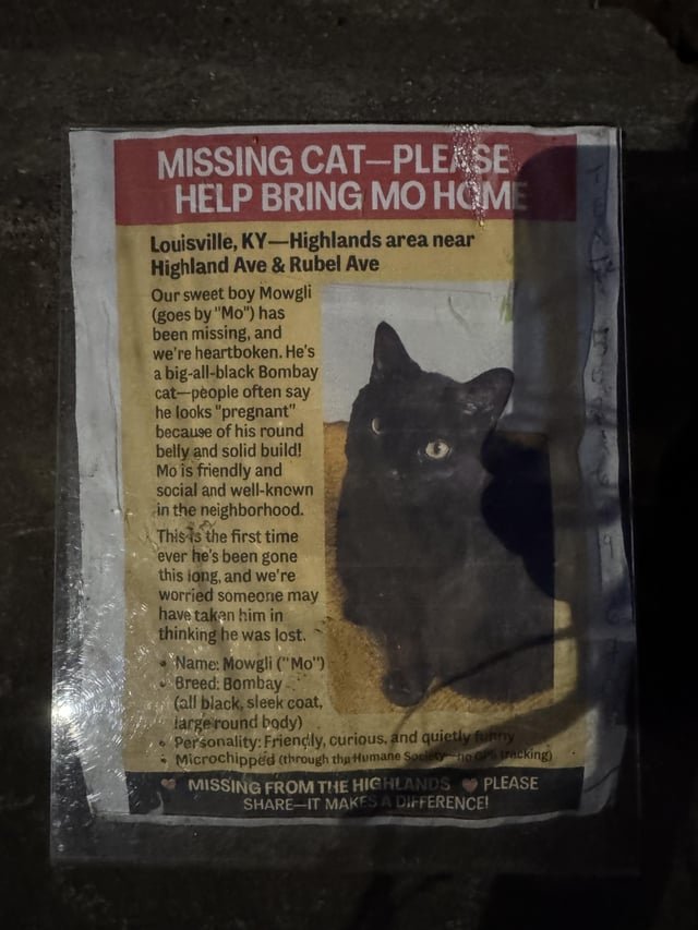 lost cat in Louisville, Kentucky