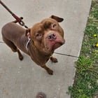 Lost Dog in Minneapolis, Minnesota — listing photo