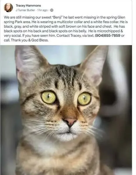 Found Cat in The Colony, Texas — listing photo