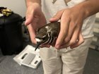 Found Dog in Houston, Texas — Injured bird, what do?